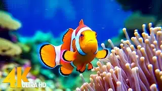 Aquarium 4K VIDEO (ULTRA HD) 🐠 Beautiful Coral Reef Fish - Relaxing Sleep Meditation Music #3