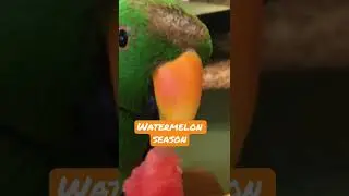 Eclectus parrot eating watermelon | healthy parrot food| best parrot food