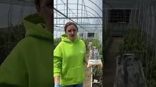 Что делать если подмерзли томаты