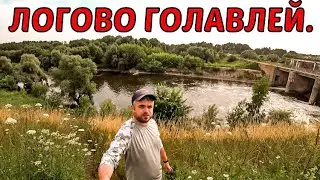 Ловля Голавля в ПОДМОСКОВЬЕ. Ловля на спиннинг летом. Рыбалка в июле.