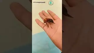 Asian Giant Hornets