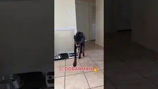 6 most Dangerous Dog breeds in this world 🥵🔥 