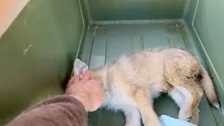 Тайны больше нет 🥹 Парвовирусный энтерит - Убийца Щенков‼️