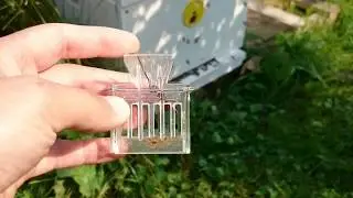 сколько дней могут уживаться вместе две матки в одном улье после объединения двух семей