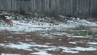 Бугай Алабай Чонгар(Чингиз) 8 месяцев.
