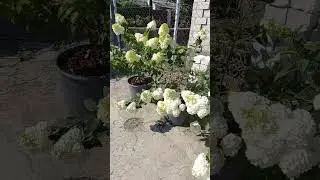 Маскировка из гортензий