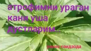 ДУСТЛАРНИ БОРИ ЯХШИ