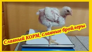 Вес бройлеров на комбикорме Славный КОРМ. Набор веса в жару выше 30 градусов.