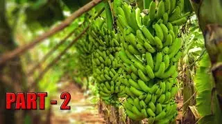 Tando Soomro │ Dilber Khan Nizamani │ Banana Farm PART - 2