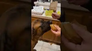Does my GIANT dog prefer McDonalds or In N Out? 