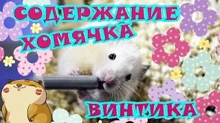 Содержание хомячка Винтика ♥