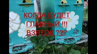 А БУДЕТ ЛИ ГЛАВНЫЙ ВЗЯТОК -- ПОДСОЛНУХ ???  ЛИПУ СМЫЛО !!! 2 НЕДЕЛИ ШЛИ ДОЖДИ !!!