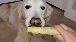 Happy Old Dog Eating Corn on the Cob For 3 Minutes - ASMR - Golden Retriever - 12 Years Old
