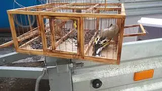 ловля певчих птиц