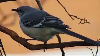 2018 January birds in Marietta, Georgia