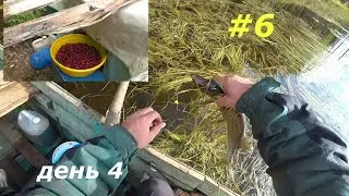 Жизнь на кордоне/проверка морд и самоловок/переборка ягод/6 часть