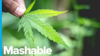 Harvard, MIT Alumnus Donates $4.5 Million to Each School for Cannabis Research