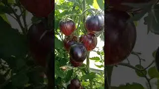 Томат Убеждение