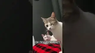 Кот Притворяется, что он ОДНОГЛАЗЫЙ