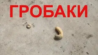 Самый большой  ГРОБАК в мире