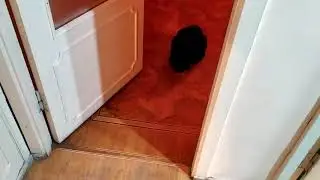 Не знаем, что делать! Подозрение на астму у кота(
