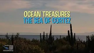 OCEAN TREASURES - The Sea of Cortez