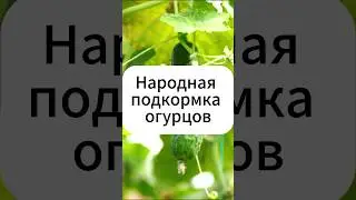 Августовская подкормка огурцов!  