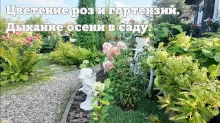 Цветение роз и гортензий. Дыхание осени в саду.