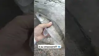 А вы отпускаете рыбу!? #рыбалка #поймалотпусти #catch&release
