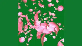 Green screen flower animation HD fx effect with sound #7. Flowers petals falling Green screen.