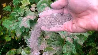 Спасибо деду за опыт! Уникальный способ! Посыпаю кусты такой пылью. Ни одного вредителя и болезни