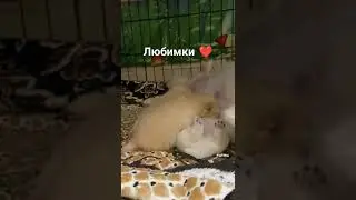 Щенки шпицев померанских ❤️❤️❤️❤️❤️ #шпиц #pomeranian #собака