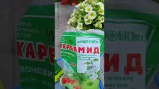КОКТЕЙЛЬ ДЛЯ ПЕТУНИЙ НА 10 ЛИТРОВ ВОДЫ!