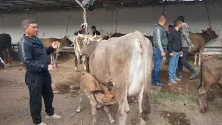 Tergachi mol bozori sigirlar narhlari bilan tanishing 13.09.2024yil