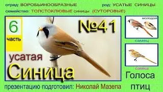 Синица усатая толстоклювая БОРОДАТКА. Голоса птиц