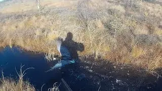 Охота на гуся осень