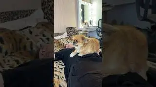 Собачка Побила Моего Парня 