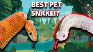 Best Pet Snake? Hognose Snake vs Corn Snake!