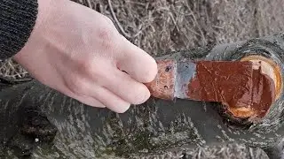 Замазка срезов на плодовых деревьях. 