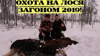 ОХОТА НА ЛОСЕЙ ЗАГОНОМ / В ЗАГОНЕ ДВА ЛОСЯ / ЗАКРЫЛИ ЛИЦЕНЗИЮ!