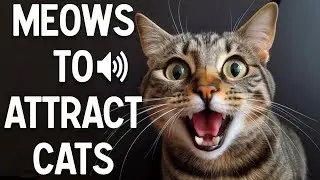 Meows to attract cats - make your cat reacts