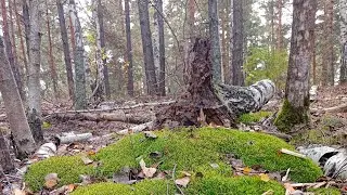 Влог из леса / нашла мох мечты