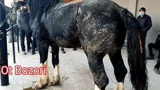 Plotina Ot bozori Narxlari