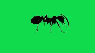 Ant walking green screen | Green screen ant walking | Green screen | VFX BY ME