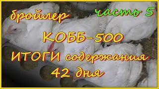 Бройлеры КОББ-500. ИТОГИ содержания. 42 дня. Часть 5.