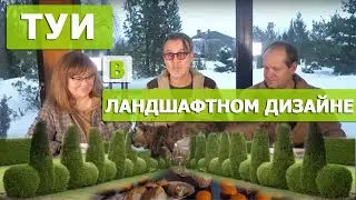 Туя западная: цвет, форма, сорта, место в саду