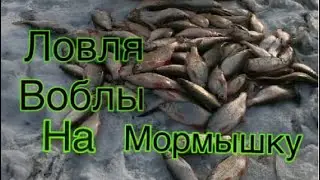 РЫБАЛКА НА МОРМЫШКУ , КАПЧАГАЙСКОЕ ВОДОХРАНИЛИЩЕ , ЛОВЛЯ ВОБЛЫ !!!!