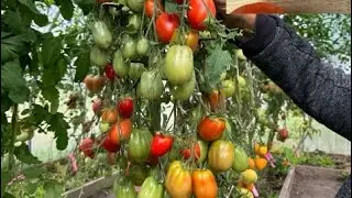 Итоговый обзор томатов теплица 3 на 6. Сезон 2023