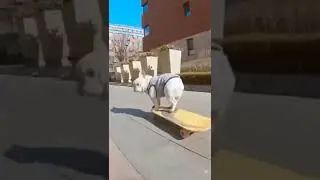 Собака гоняет на скейте