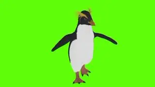 Penguin running and Seeing Green screen video